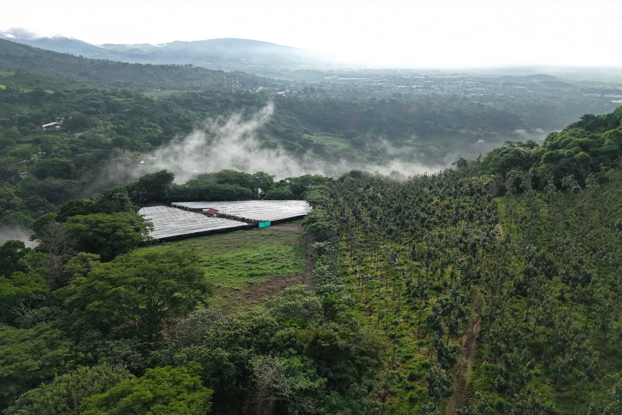 Morning mist rising over a nursery and young paulownia hillside