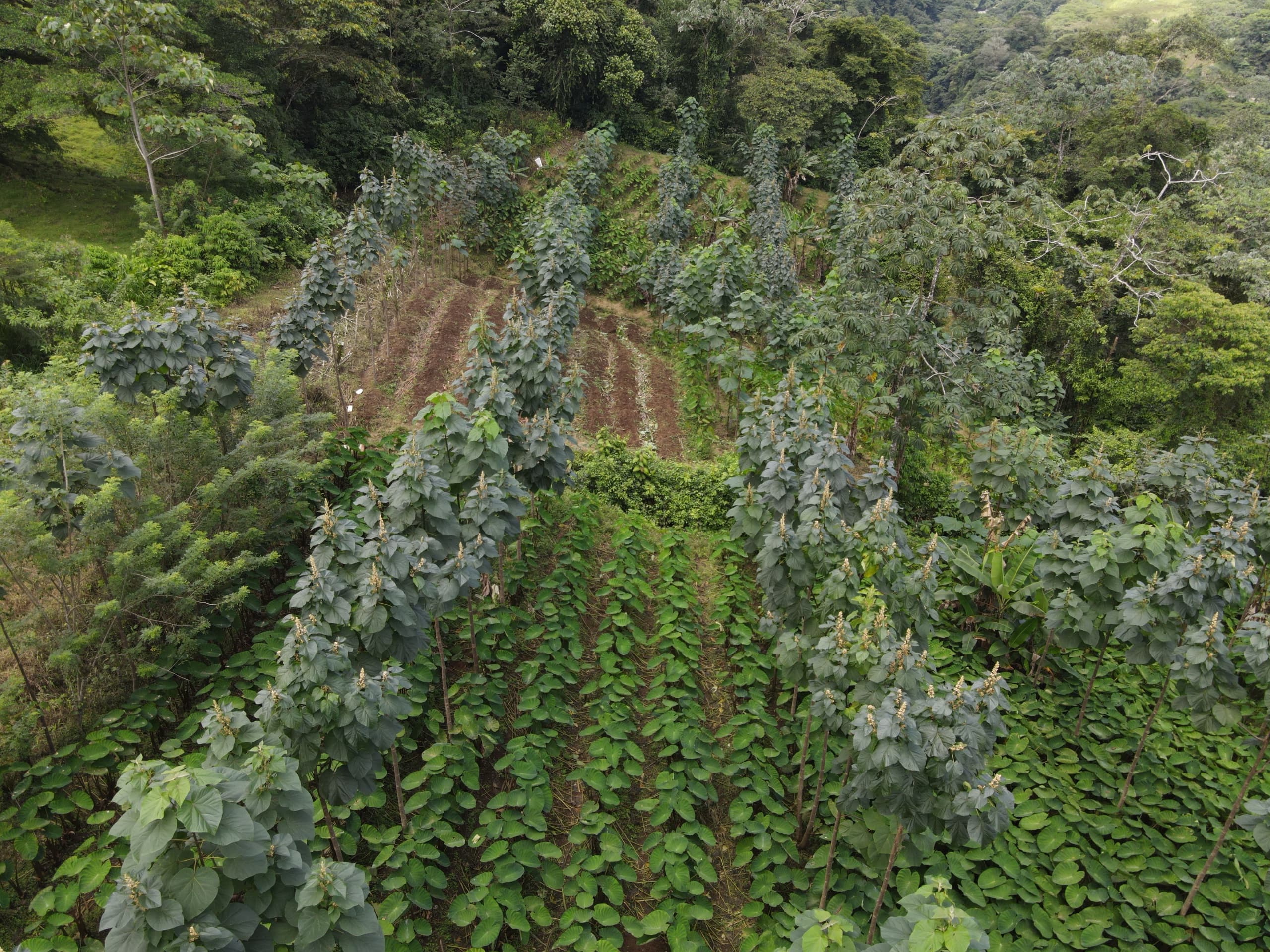 Aerial view of paulownia rows intercropped with bananas and ground crops