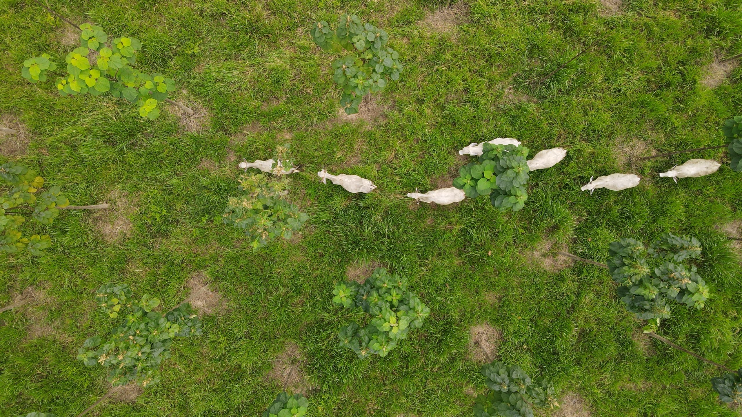 Cattle grazing among paulownia rows on a Costa Rica silvopasture farm, seen from directly above