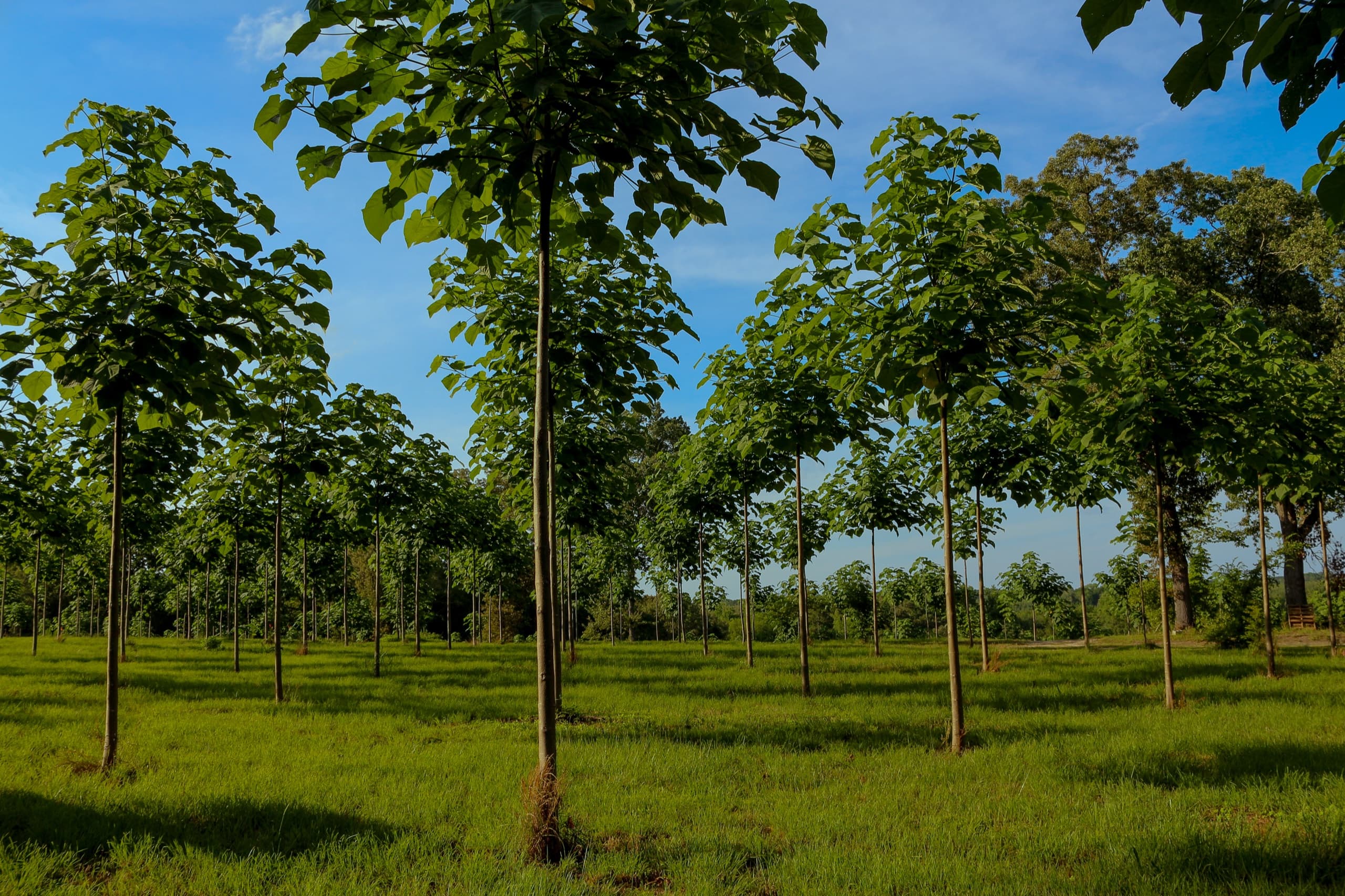 Young paulownia planted on a grid in open pasture