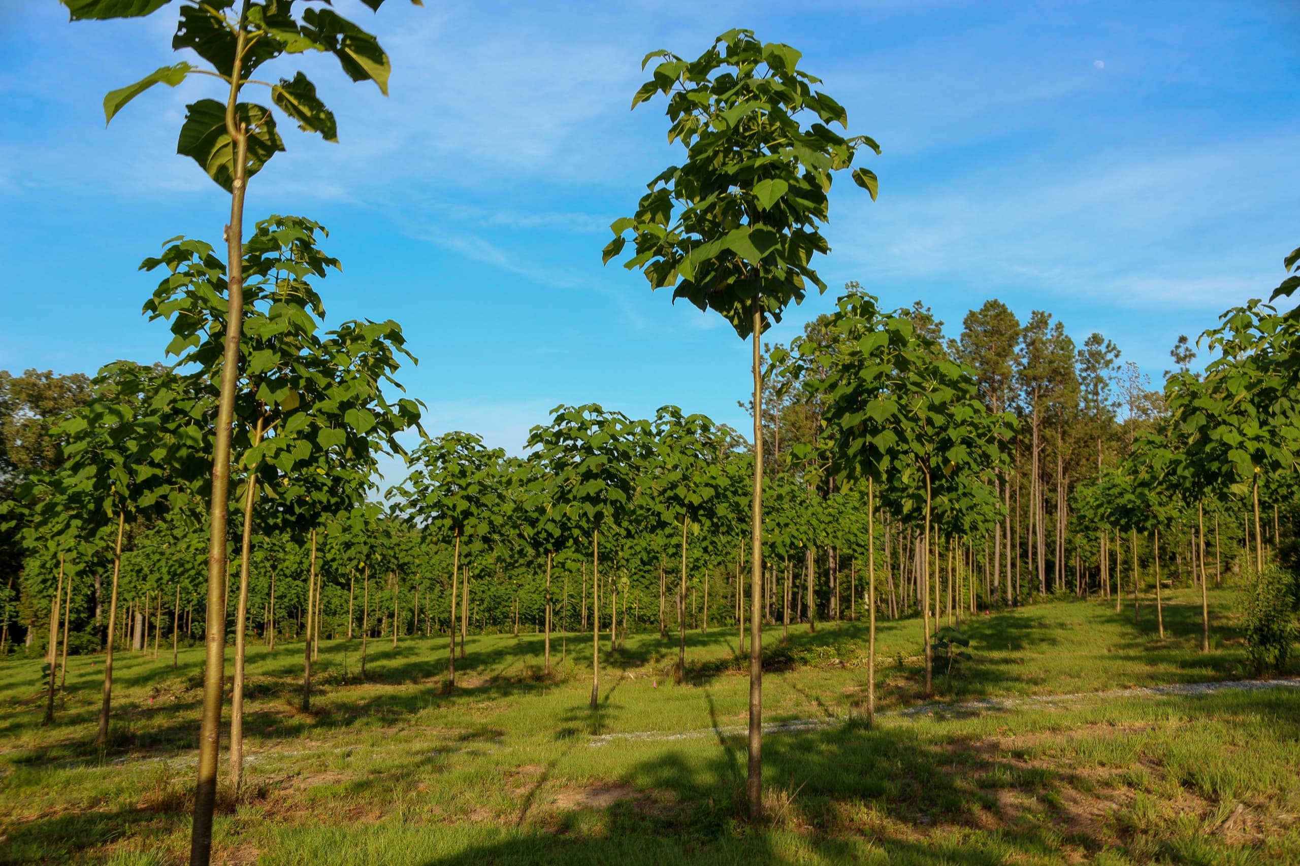 Farming operations on a World Tree partner farm