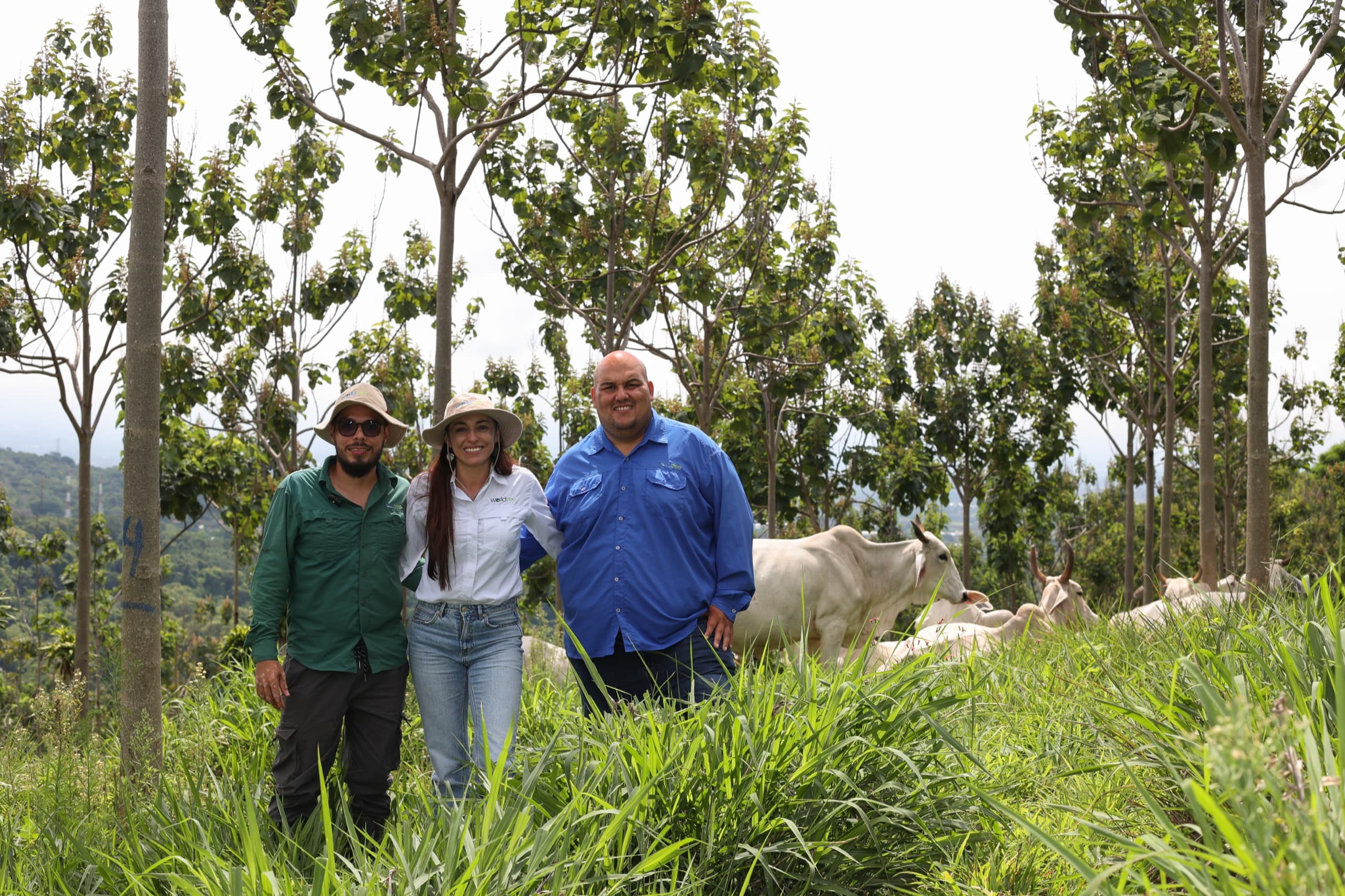 The World Tree farm at Atenas, Costa Rica in 2025
