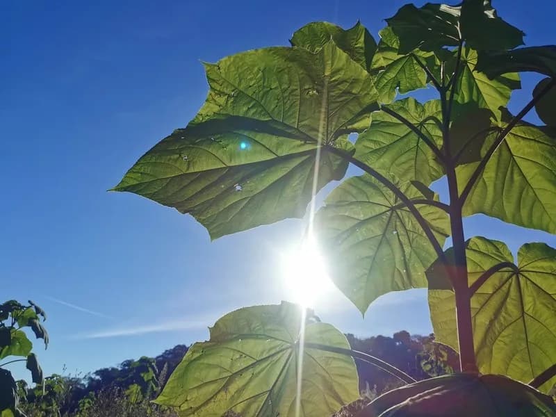 Dense rows of a mature paulownia stand