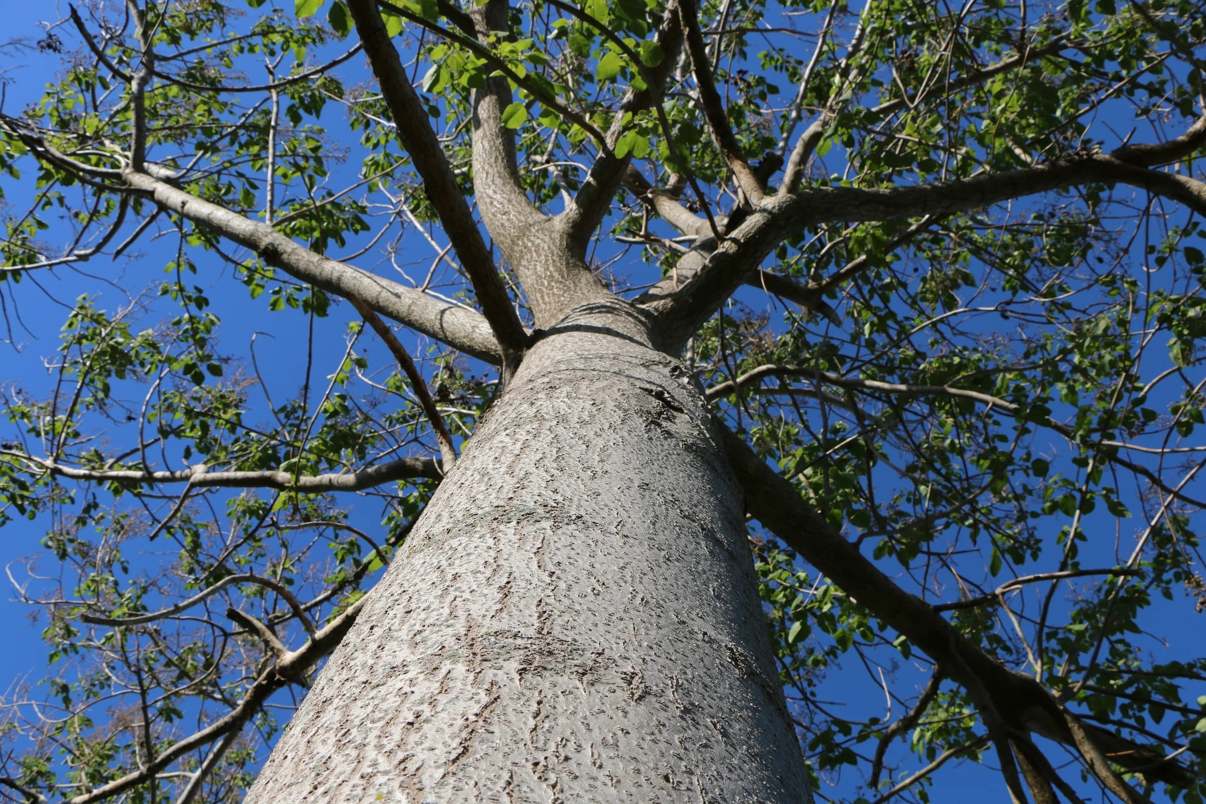 Dense rows of a mature paulownia stand