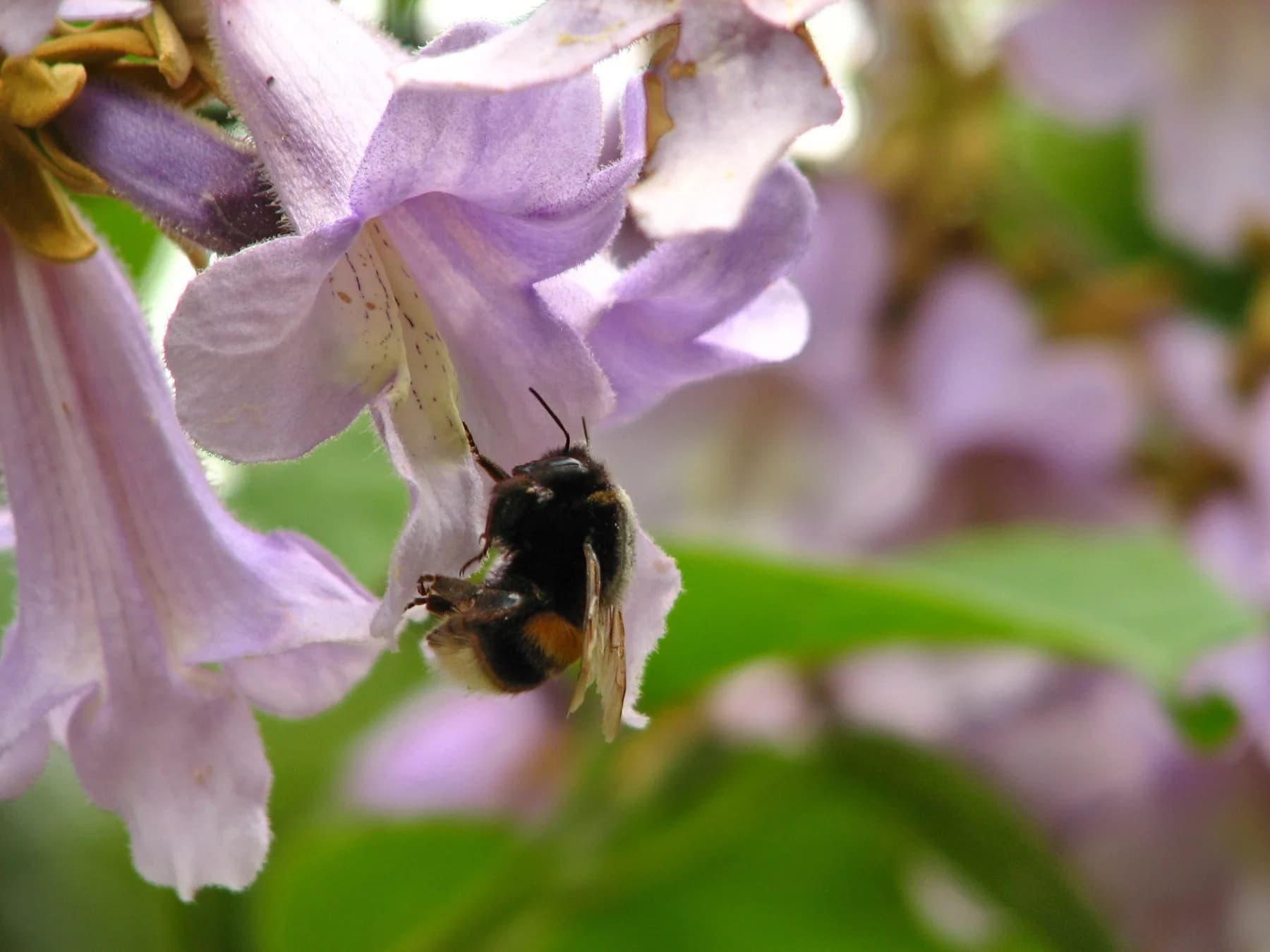 Honeybees at the entrance of a hive box on a Georgia paulownia farm