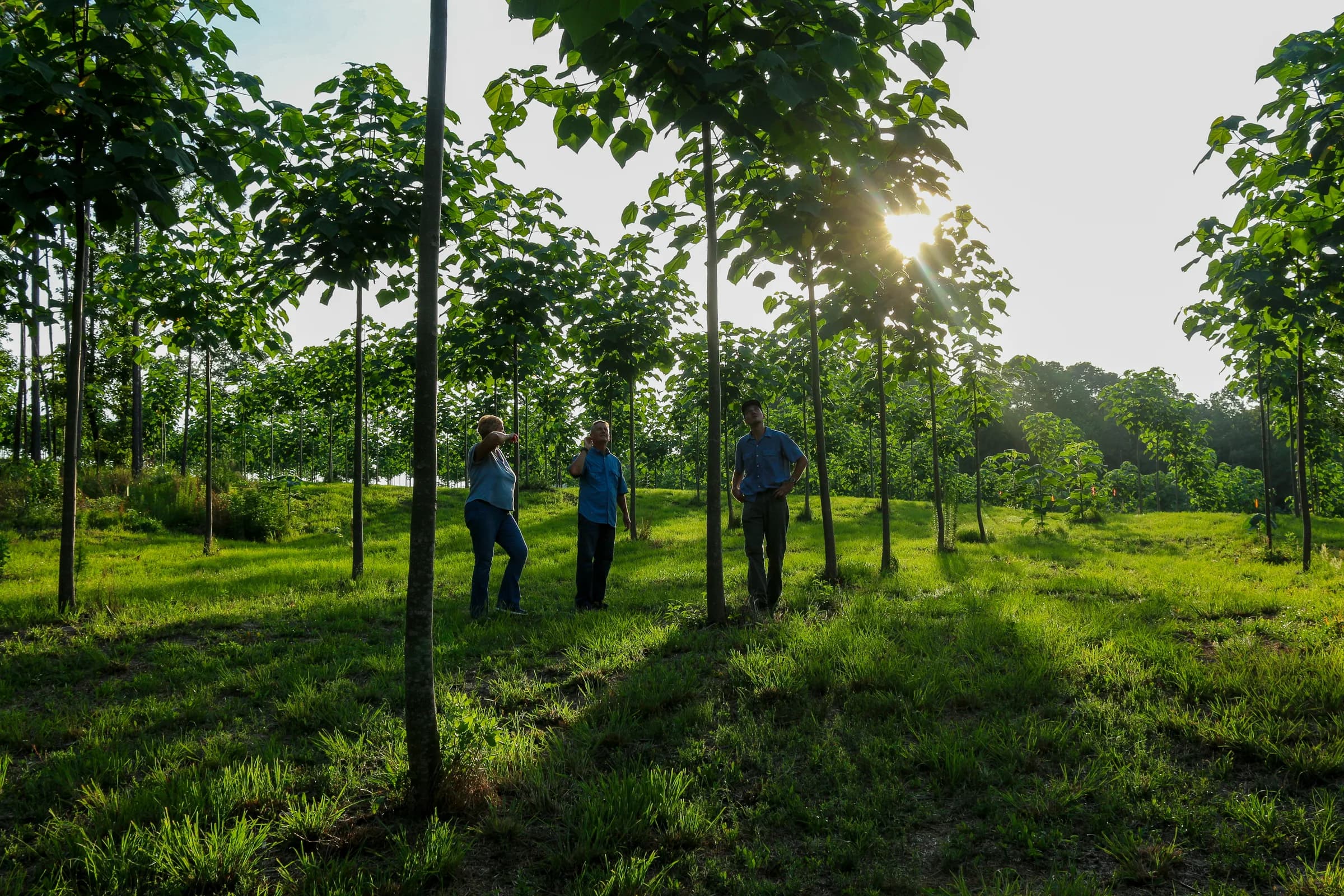 A World Tree partner farm in the growing season