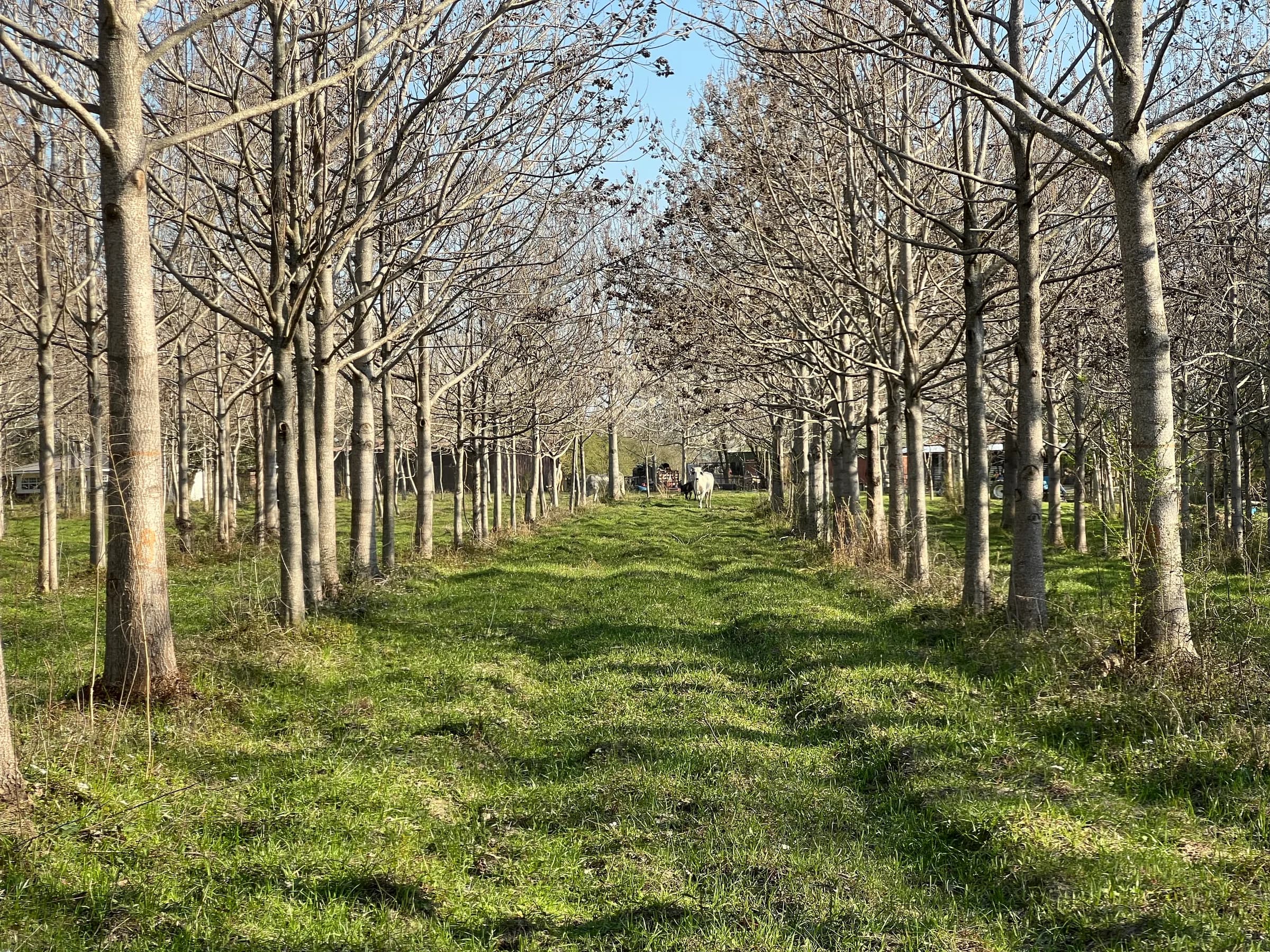 Kiln dried paulownia packs in the lumber yard