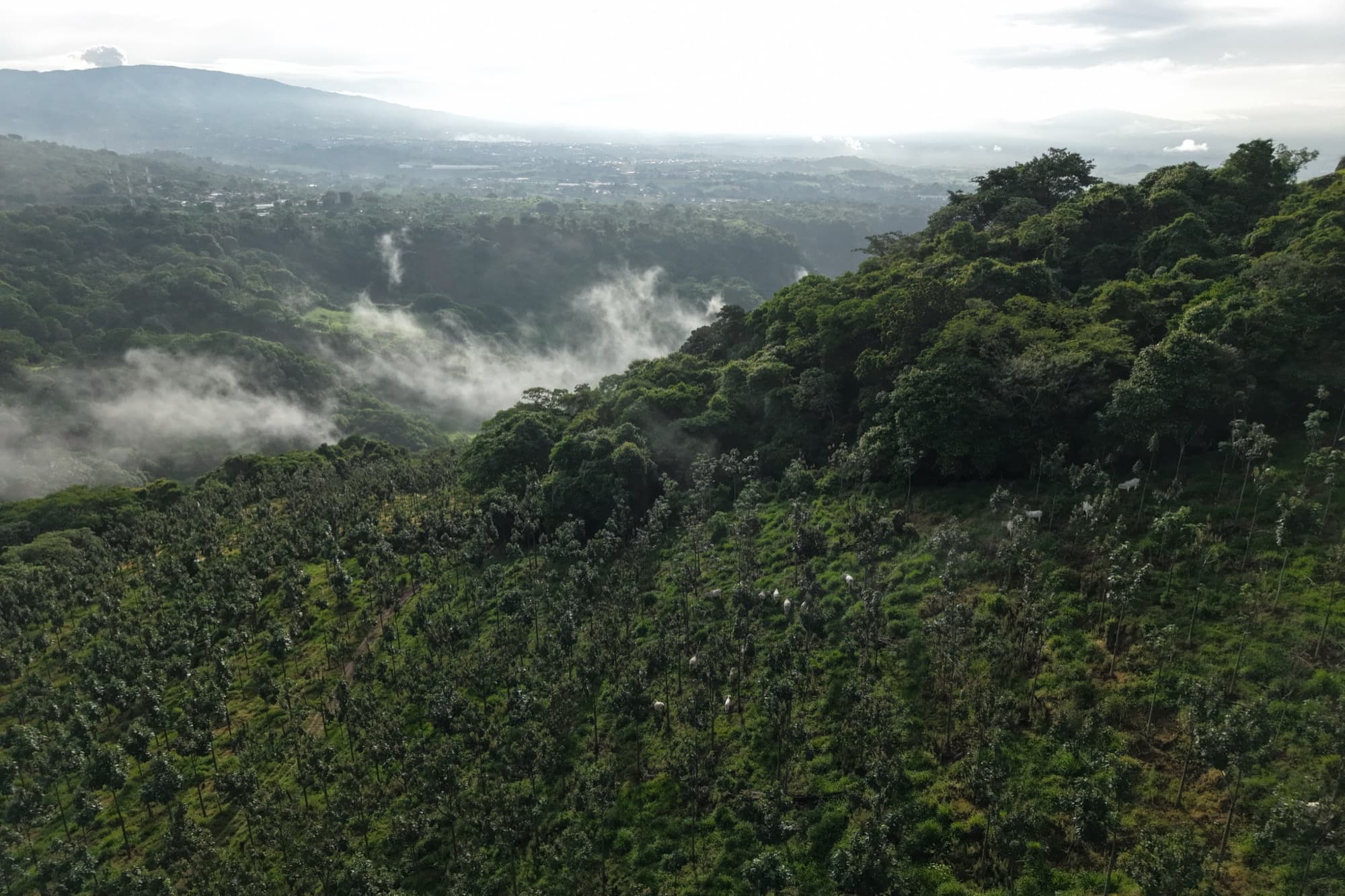 World Tree partner farms across rolling farmland