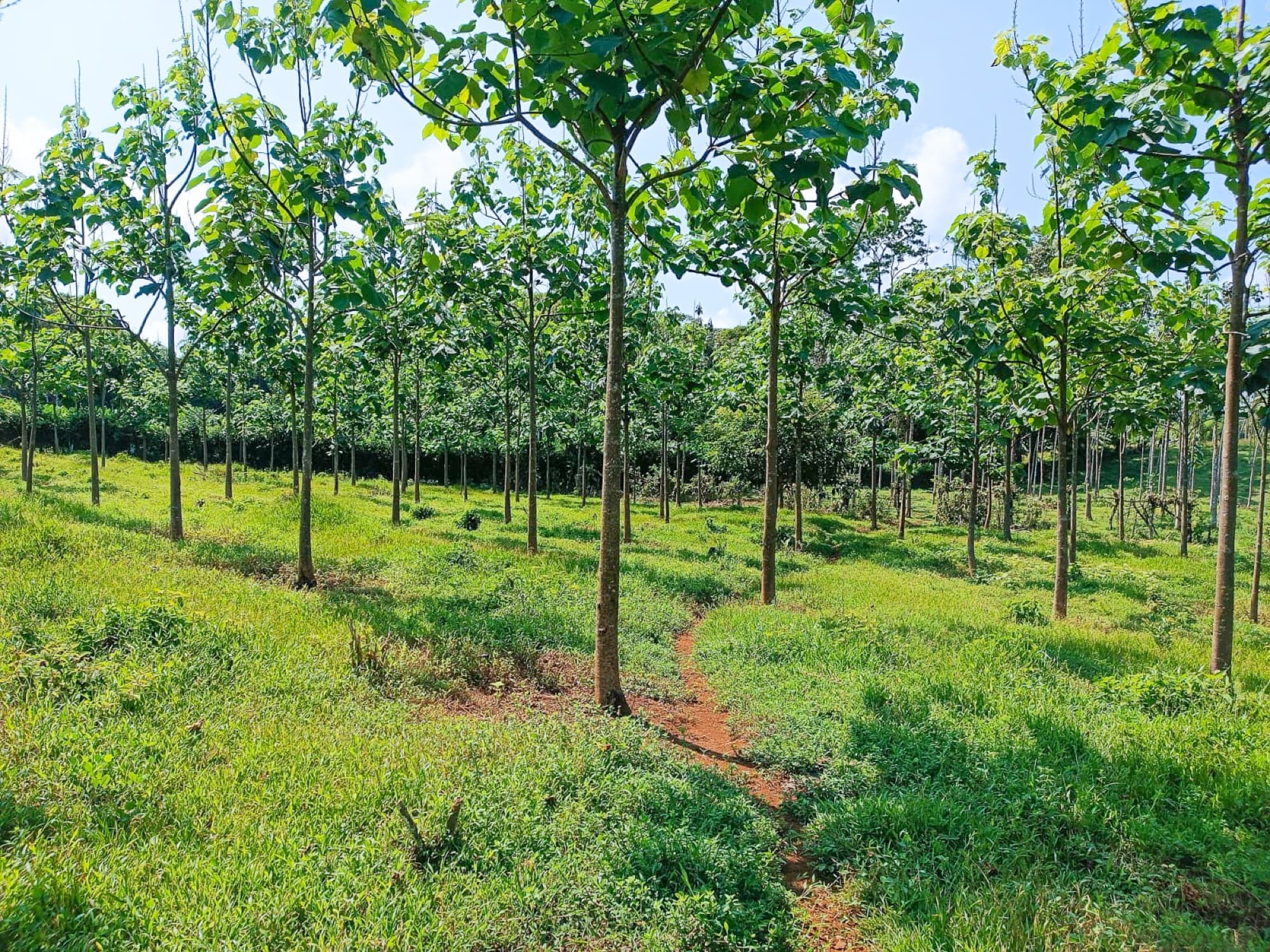 Neatly spaced rows of mature paulownia trees on a managed farm, sunlit understory grass between the rows
