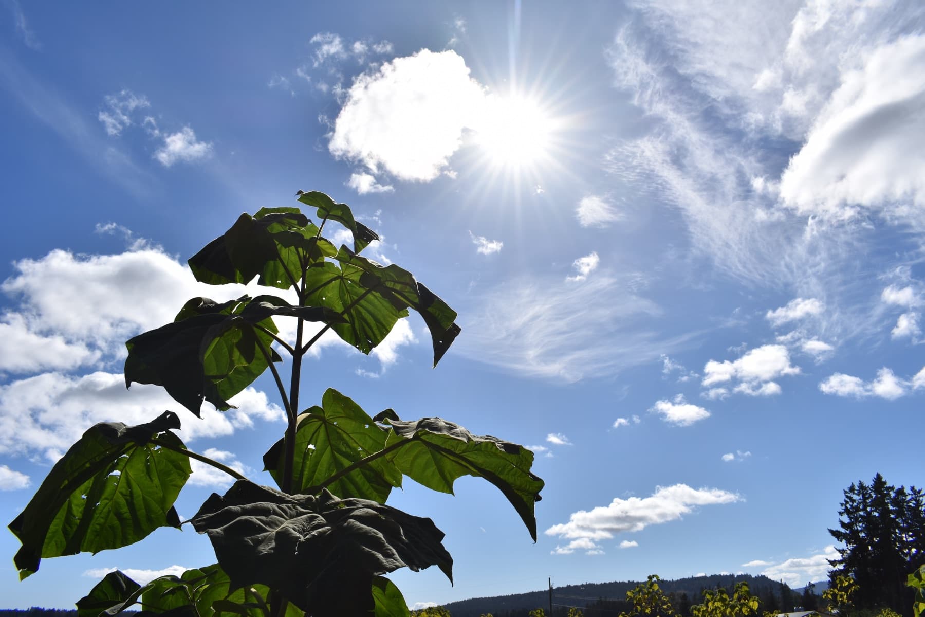 A young paulownia's broad leaves reaching toward the sun over open farmland