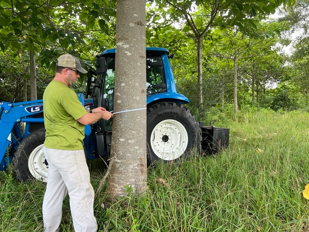 Scotty Willis measuring the trunk of a paulownia beside his tractor, rows of trees behind him