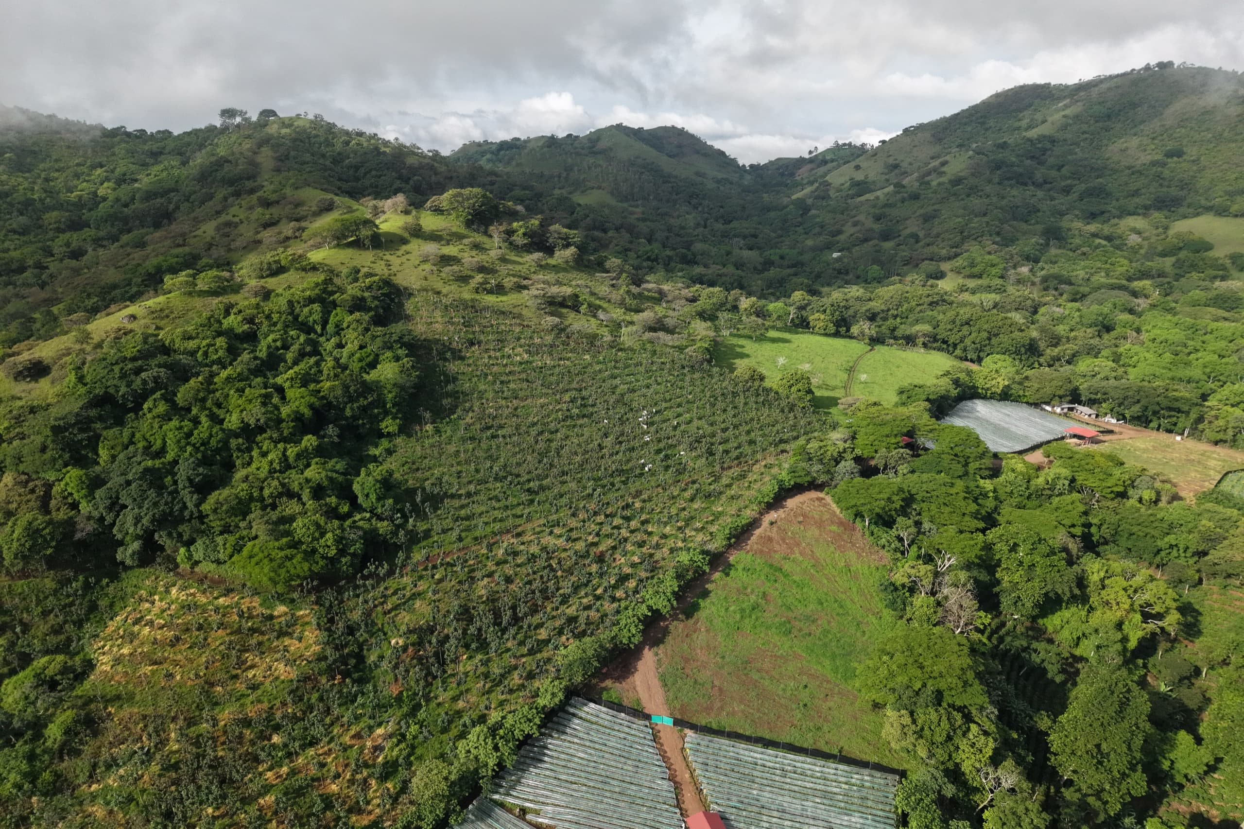 A World Tree partner farm planted across rolling green hills