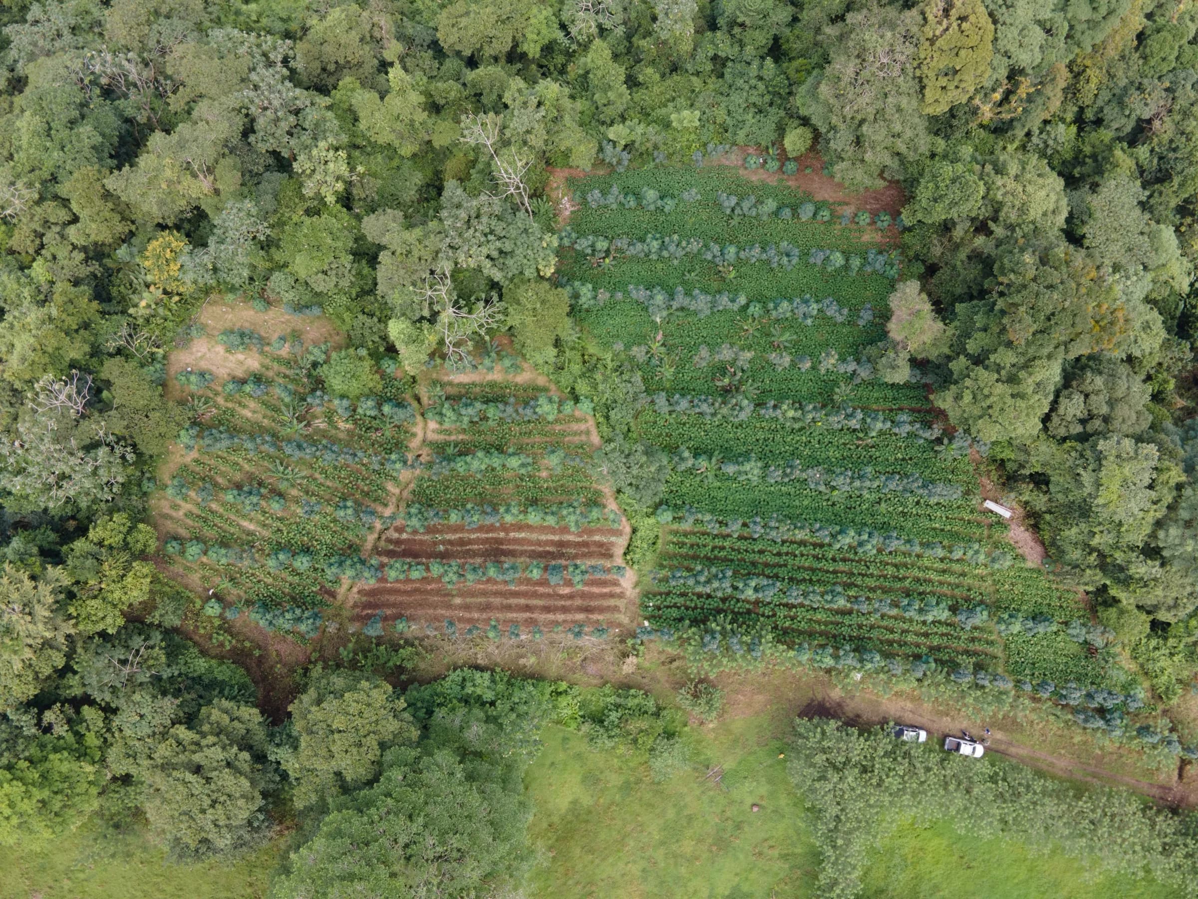 Cattle grazing between paulownia rows on a World Tree silvopasture farm, seen from above